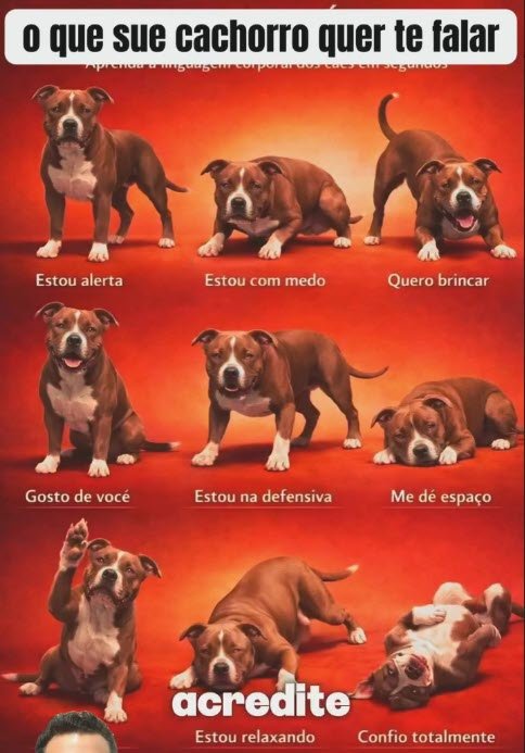 linguagem corporal do cachorro - 9 posições e seus significados