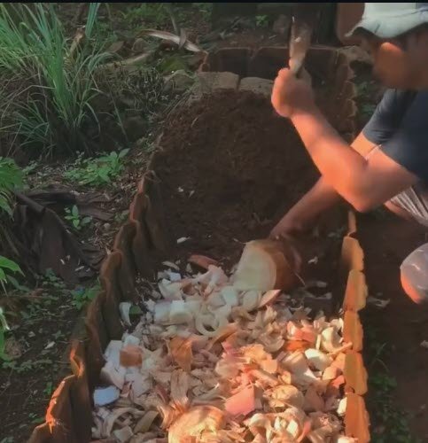 bananeira como adubo sendo picada e misturada na terra da horta