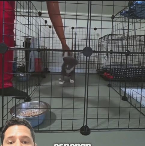 cachorro filhote dentro de cercado aprendendo a esperar autorização para comer