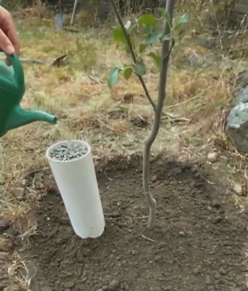 irrigação com cano de pvc enterrado ao lado de muda frutífera para hidratar a raiz