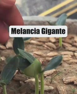 Enxertia de Melancia: Como Produzir Frutos Gigantes em Casa