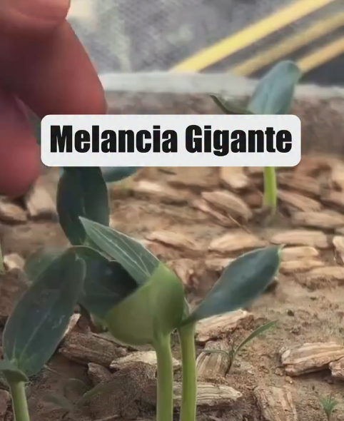 mudas de melancia sendo unidas com fita de enxertia para produzir frutos maiores